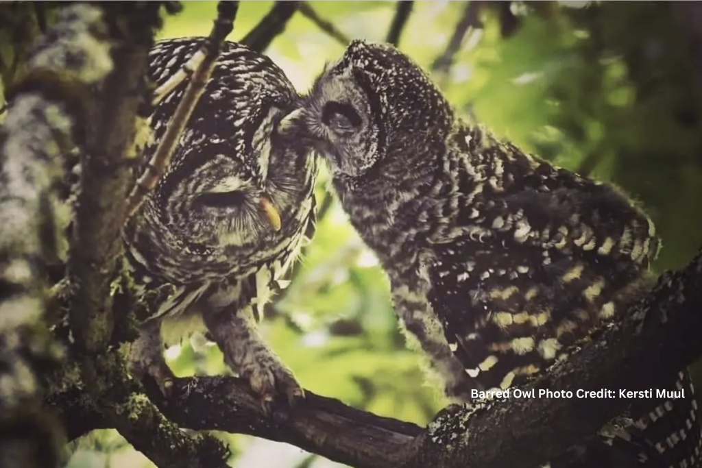 KerstiBarredOwl2560x1707