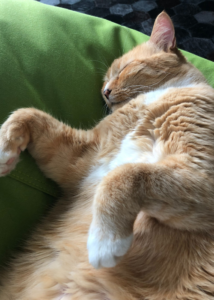 Pet-Wellness