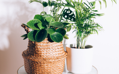 NASA Houseplant Study