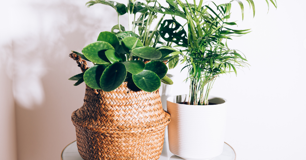 Purify Indoor Air With Plants
