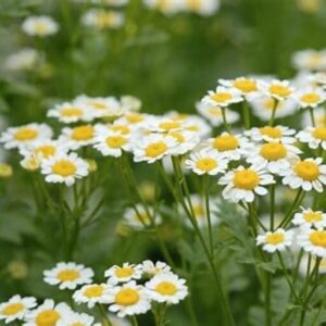 cropped-chamomile.jpg sleep support